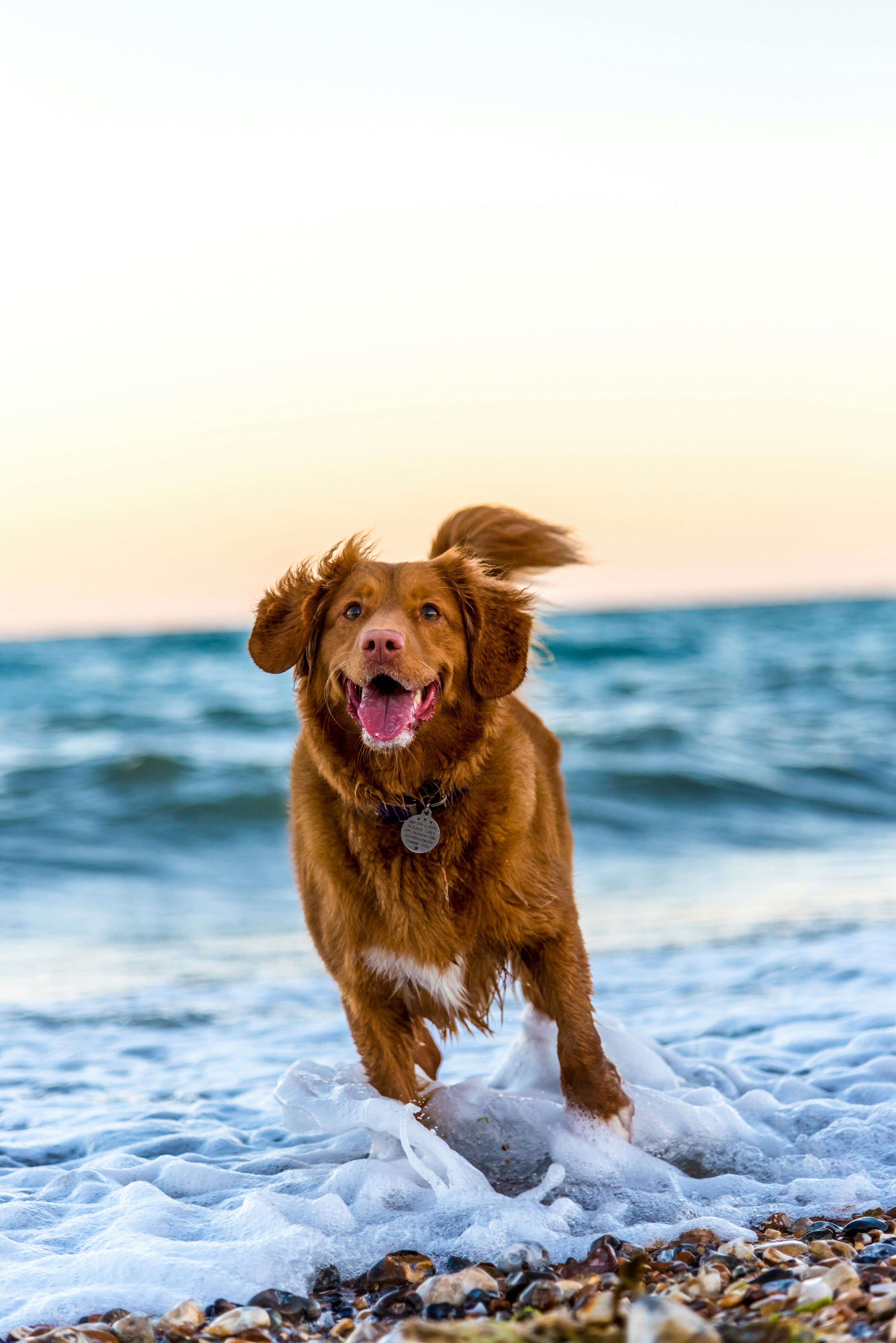 Dog running through surf on a pebble beach at sunset